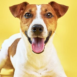 Dog Music Experience 的头像