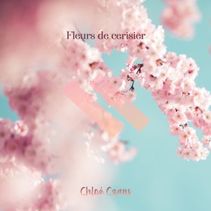 Fleurs de cerisier