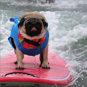 Avatar for Paddlepuss