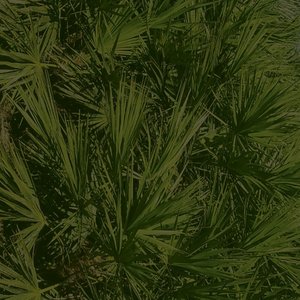 Image for 'Savannah EP'