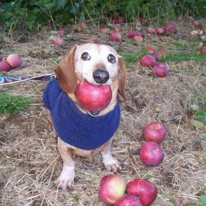 The Dog With The Apple