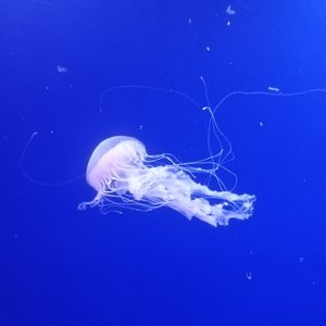 Drifting Underwater - Single