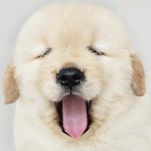Relax My Dog, Dog Music Dreams & Pet Music Therapy 的头像