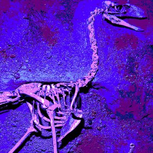Phorusrhacidae