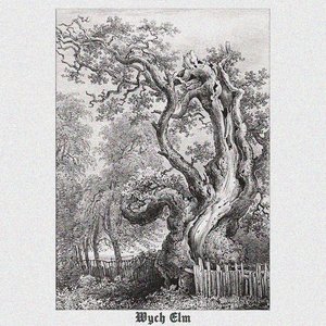 Wych Elm