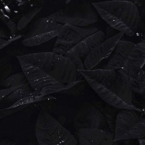 Frost - Single
