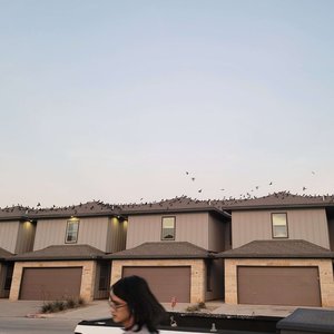 Romantic Wasteland