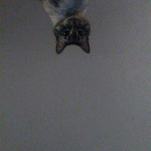 Avatar for jimmy beans