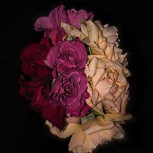 Phantom Roses