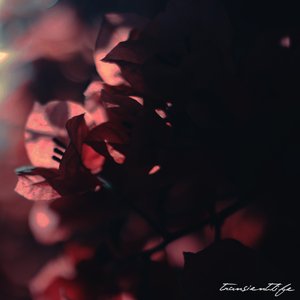 Transient Life