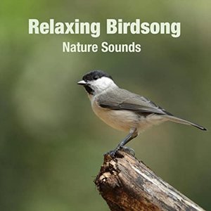 Relaxing Birdsong