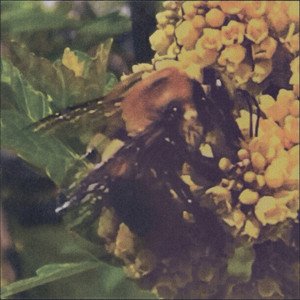 I Swear - Single