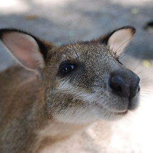 Wallaby Dance Ensemble 的头像
