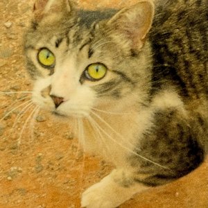 Fim do ano em julho のアバター