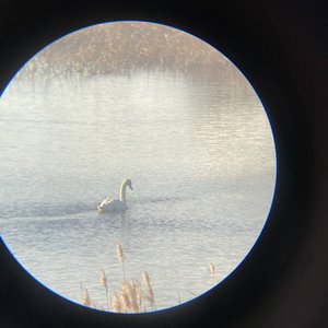Bird Sanctuary EP