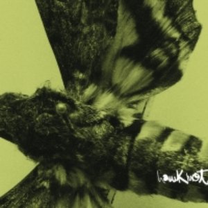 Hawkmoth
