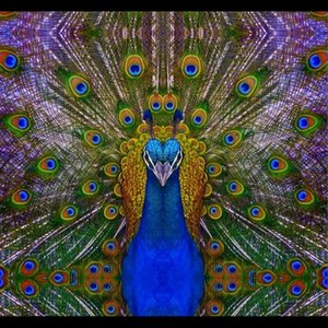 The Witness