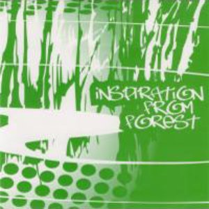 Inspiration From Forest