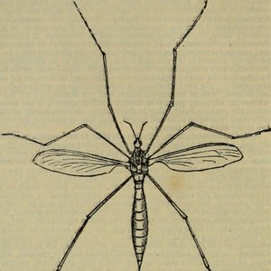 Insectorum