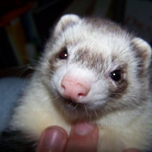 Adam Sturdivant のアバター