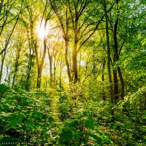 Native American Flute Nature Immersion (Sound Journey Meditation) - EP