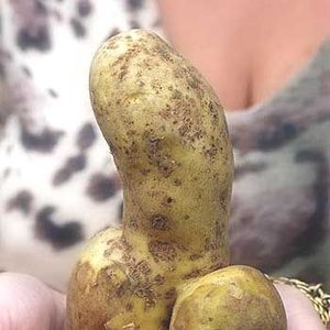 Ziemniak 的头像