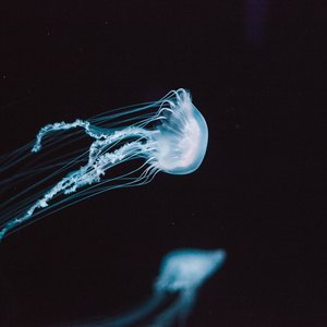 Brain Waves Therapy 的头像