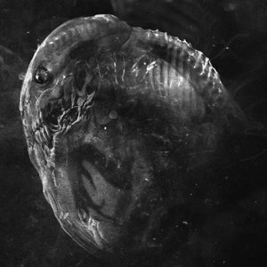 Embryo