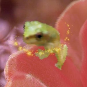 Avatar de Lost Frog Fading In Haha