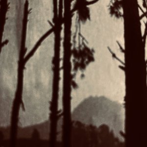dead trees