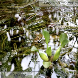 Swamp