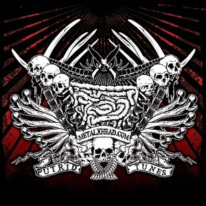 VA METALXHEAD 的头像