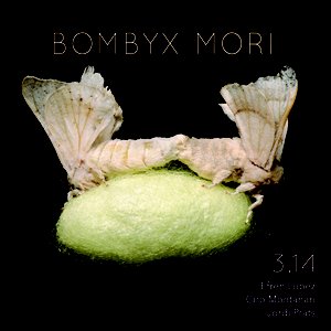 “Bombyx Mori”的封面