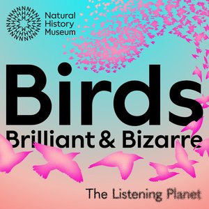 Birds brilliant and bizarre