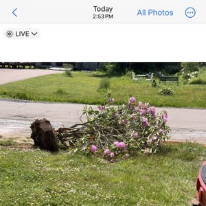 pull flower için avatar