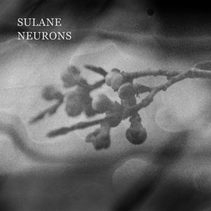 Neurons