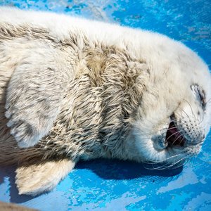 Avatar for pinniped