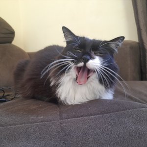 behreh 的头像