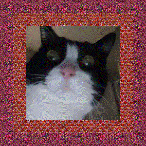 "I don't need a concept, I'm just here for fun," said Bo.