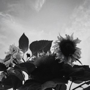 Snowflakes - Single