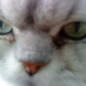 Avatar di fred the cat