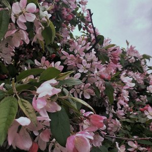 Petal Dress 的头像