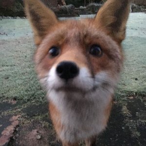 Avatar for 🦊