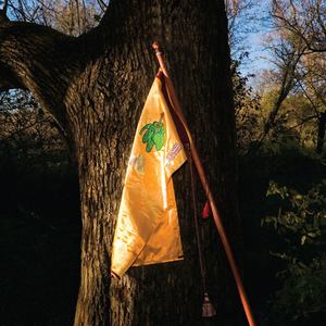 Black Branches cover