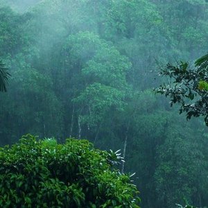 Flute & Nature Sounds 的头像