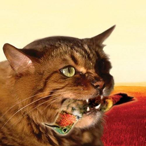 The Meowstro Sings: Guster's Keep It Together cover