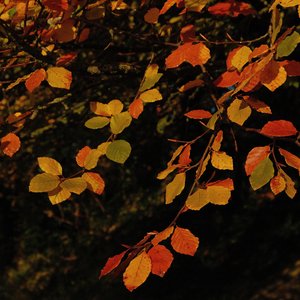 fall