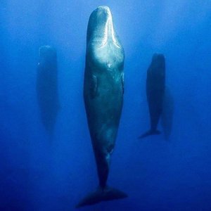 Whales In Sleep
