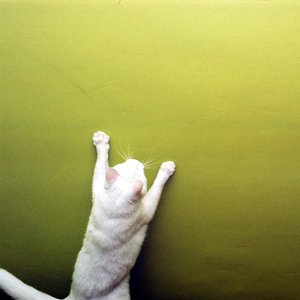 Avatar de Baltā Kaķa Ārprāts