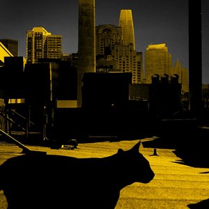 Not All Cats Are Grey At Night - Single
